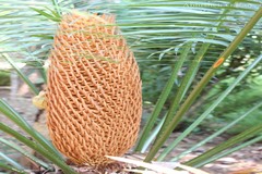 Cycas circinalis
